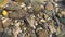 Calm flowing river water hits shore rocks at a rocky beach at a river coast with crystal clear water, little waves reflections