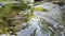 Calm flowing water stream over rocks through idyllic green nature with clear water in summer time. Green river banks