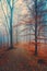 Calm foggy forest during autumn day