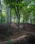 A calm forest and a natural staircase winding its way up the hills in a wooded area in Sweden