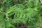 Calm green plant background. Thuja, fern, soft focus, closeup.