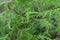 Calm green plant background. Thuja, fern, soft focus, closeup.