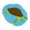 Calm green sea turtle