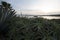 Calm harbor with inlet behind bushes in foreground with boat at s