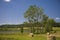 Calm idyllic summer landscape with tree meadow and bales of straw on a warm day