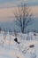 Calm idyllic wintery scene of snow covered landscape after sunset