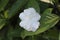 Calm lonely white gardenia flower