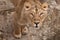 Calm look from below.  thirsty gaze of a large predatory cat of a female lioness from the bottom up, the eyes languid brown-ebony