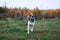 Calm mongrel dog in countryside in dusk