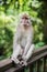 Calm monkey sitting on a wooden railing