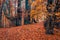 Calm morning scene of beech forest. Colorful autumn scene of Carpathian mountains, Ukraine