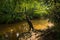 Calm muddy creek stream with reflections passing through lush green area and tree with exposed roots