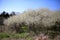 Calm Pastoral Scene with Blooming Trees