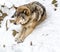 Calm and peaceful brown wolf in a snowy rocky landscape