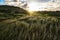 Calm and peaceful green lawn with high grass hills on wind at sunset time.