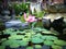 Calm And Peaceful Place Of Lotus Garden Pond In The Yard Of Buddhist Monastery