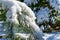 A calm picture of a winter snow-covered garden. There is a garden bench covered with white fluffy snow under a pine Pinus strobus