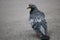 Calm pigeon