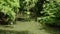 Calm pond in green park. Green trees growing on shores of peaceful lake with muddy water on sunny summer day in park in