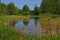 Calm Pond in Local Park with Green Trees and Tall Grass