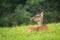 Calm red deer laying on grass in summertime nature.