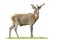 Calm red deer stag grazing with open mouth isolated on white background