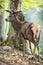 Calm red deer stag standing by tree in forest with growing new antlers