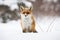 Calm red fox sitting on snow in wintertime nature.