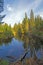 Calm Reflections in a Forest Stream