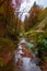 The calm river flows in a beautiful autumn forest