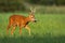 Calm roe deer buck going on meadow with green grass and reed in background