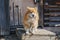 Calm rural chained dog near wooden barn watching