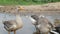 Calm rural scene, grey ducks are in puddle, daytime, summer