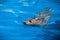 Calm Seal Swimming in the blue water