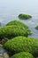 Calm Seascape with algae covered rocks