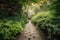 calm and serene pathway surrounded by lush greenery