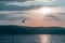 Calm serene view of sunrise, seagull flying in rays of sun. Dawn over sea and mountains. Minimal landscape background