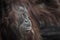 Calm and smart orangutan face close-up