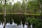 Calm surface of a forest lake. Brown peat water. Reflection of the forest in the lake water