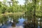 Calm water of Cajun Swamp