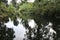 Calm water river through lush vegetation