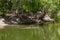 Calm water surface on Crocodile Lagoon in Hartley s Crocodile Adventures with big crocodile swimming calmly