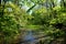 Calm water surface of a swampy stream or pond in the forest