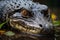 Calm Waters, Watchful Eyes Nile Crocodile in Repose