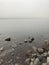 Calm waves at the Gulf of Finland at overcast foggy day