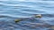 Calm waves of water among stones during the day, washing of shore, moss and algae - nature background