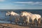 Calm white horses on the sea beach