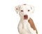 Calm white Pit Bull dog isolated closeup