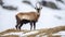 Calm wild alpine chamois with brown fur and horns walking on dry grassy lawn covered with white snow in winter nature of national