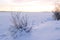 Calm winter snowscape with iced bush on the shore of frozen lake